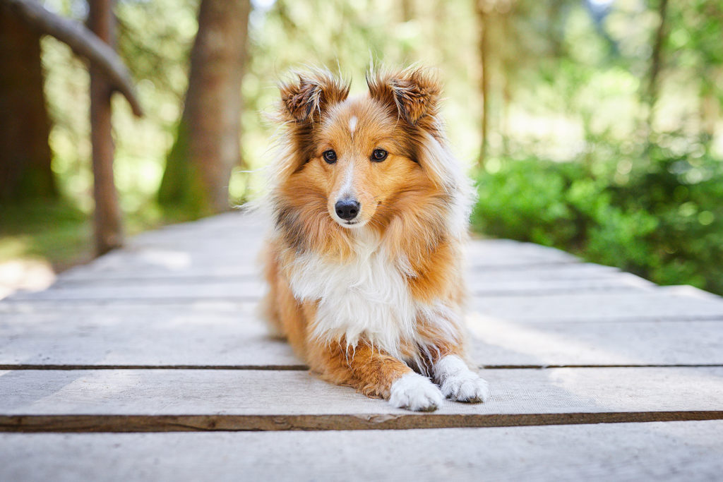 Raphaela Schiller Hundefotografie Tierfotografie Fotoshooting Hund Baden Württemberg Schweiz Lörrach Freiburg Basel Zürich