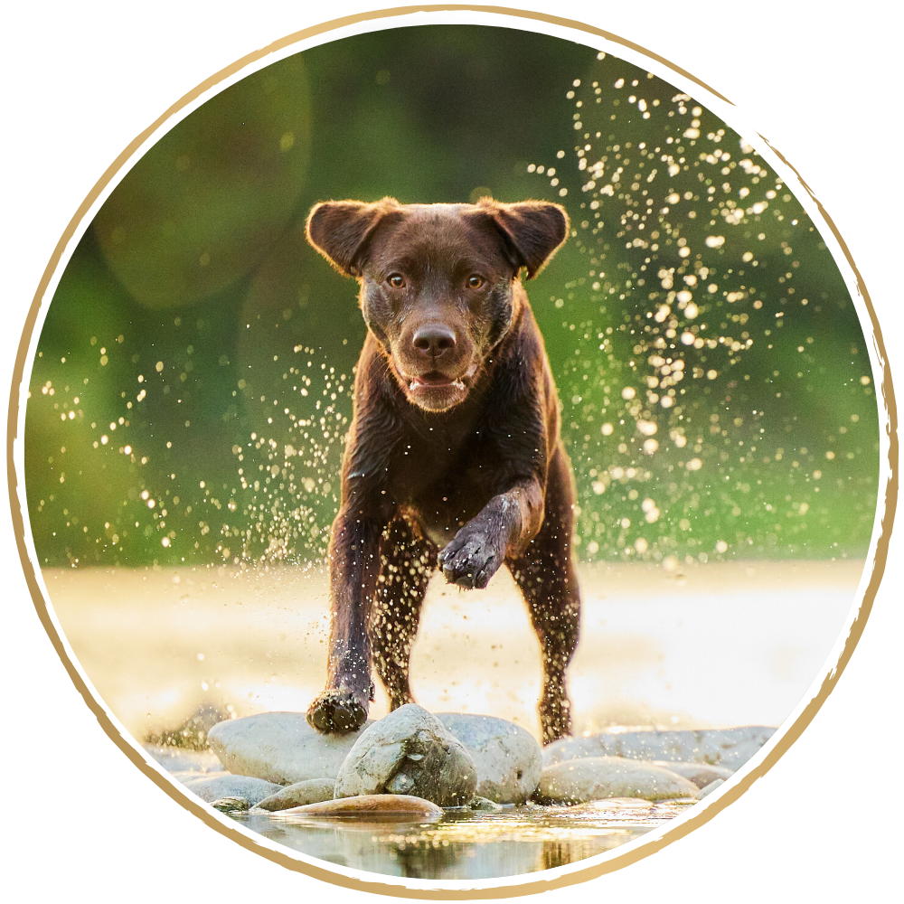 Ein brauner Labrador rennend im Wasser bei Gegenlicht