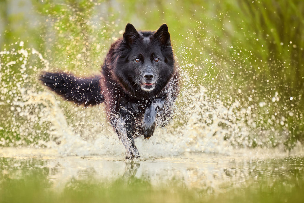 Ein schwarzer Mischlingshund rennend im Wasser