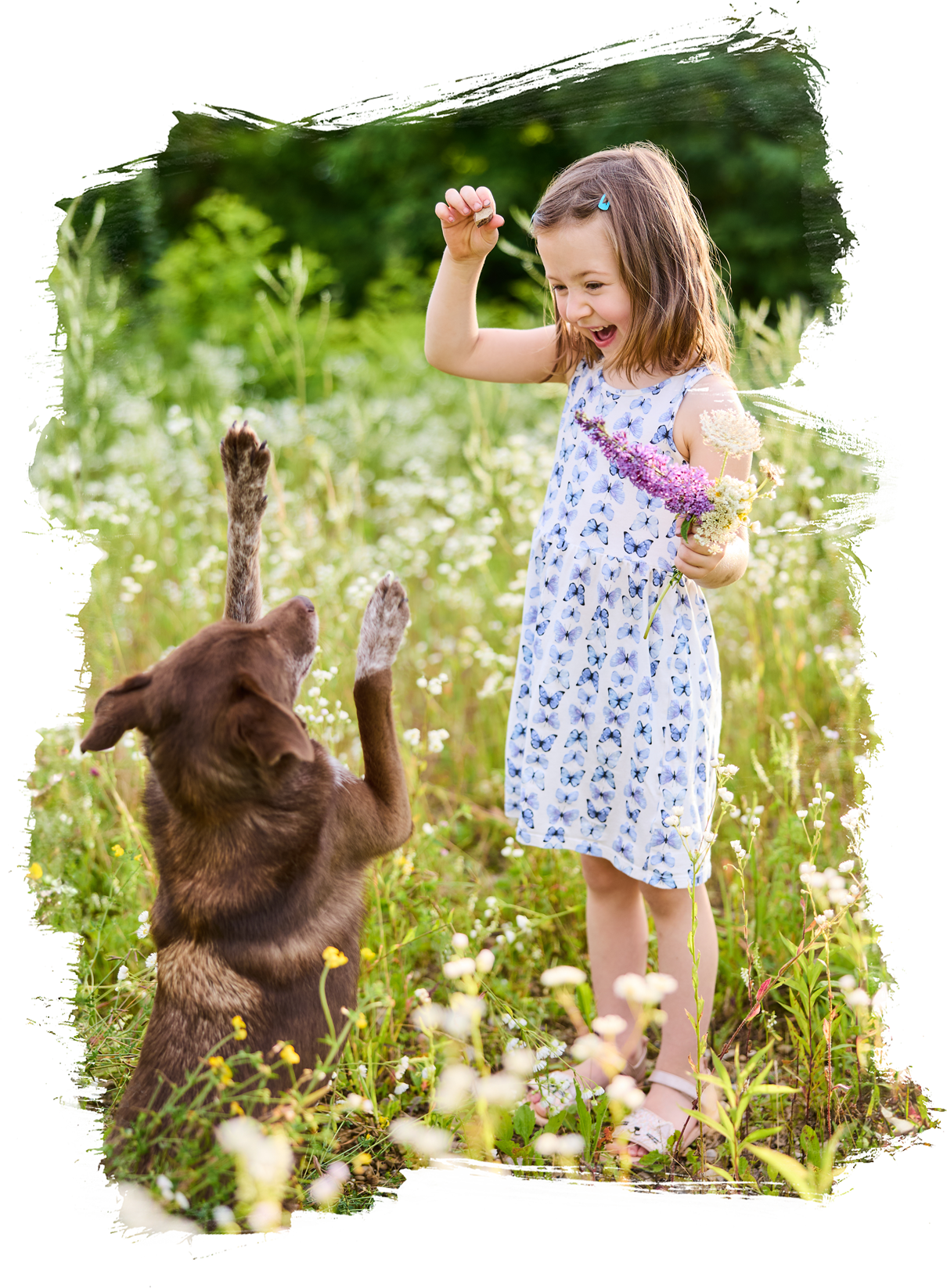 Ein Kind mit ihrer Border Collie Hündin in einer Blumenwiese