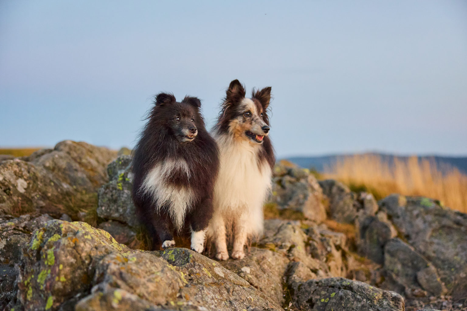 Zwei Shetland Sheepdogs auf dem Herzogenhorn im Schwarzwald bei Sonnenaufgang