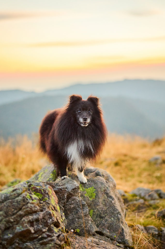 Ein Shetland Sheepdog auf dem Herzogenhorn im Schwarzwald bei Sonnenaufgang