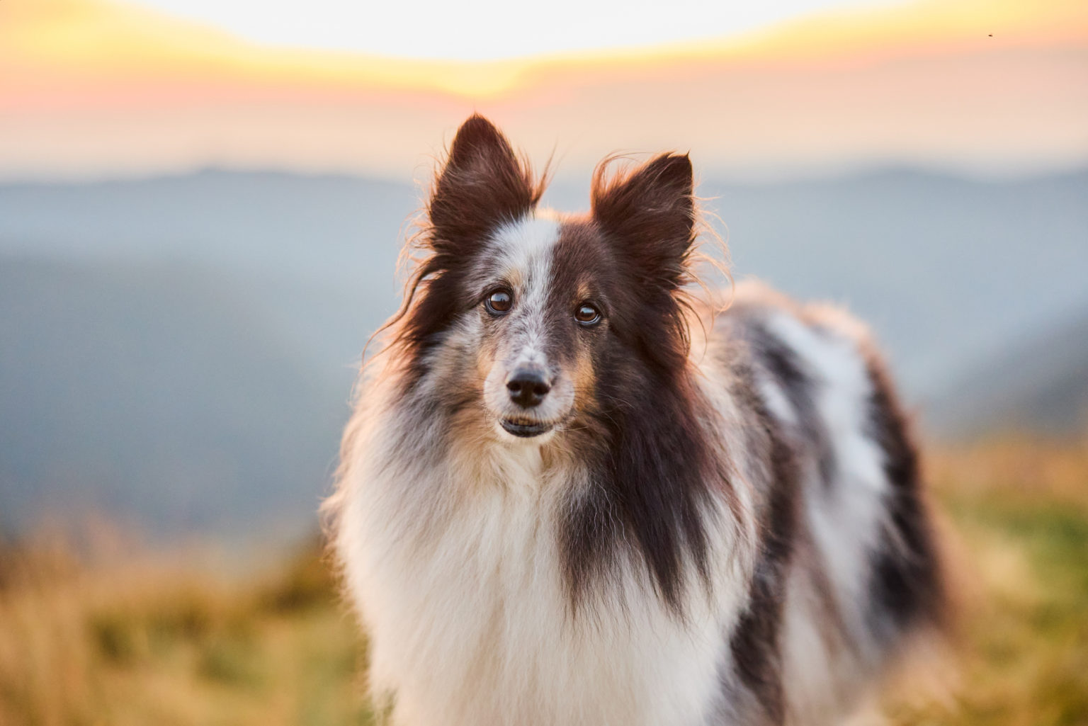 Ein Shetland Sheepdog auf dem Herzogenhorn im Schwarzwald bei Sonnenaufgang