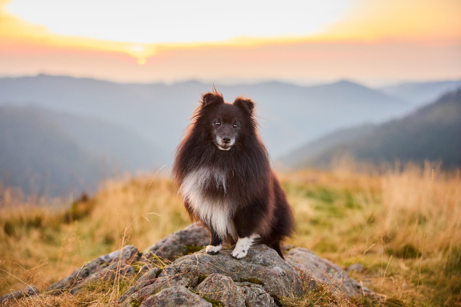 Ein Shetland Sheepdog auf dem Herzogenhorn im Schwarzwald bei Sonnenaufgang