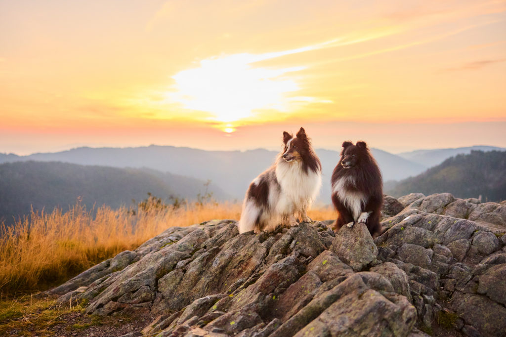 Zwei Shetland Sheepdogs auf dem Herzogenhorn im Schwarzwald bei Sonnenaufgang