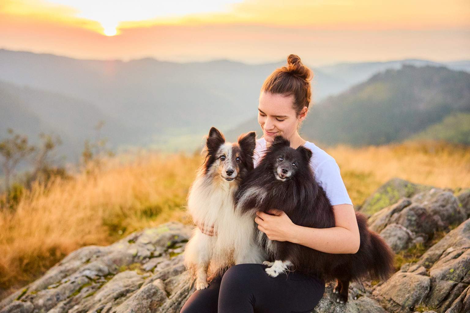 Zwei Shetland Sheepdogs mit Hundebesitzerin auf dem Herzogenhorn im Schwarzwald bei Sonnenaufgang