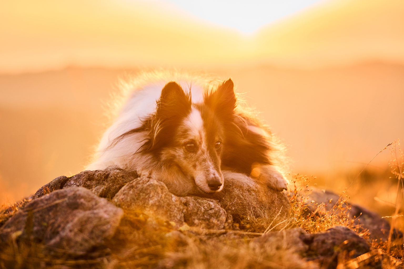 Ein Shetland Sheepdog auf dem Herzogenhorn im Schwarzwald bei Sonnenaufgang