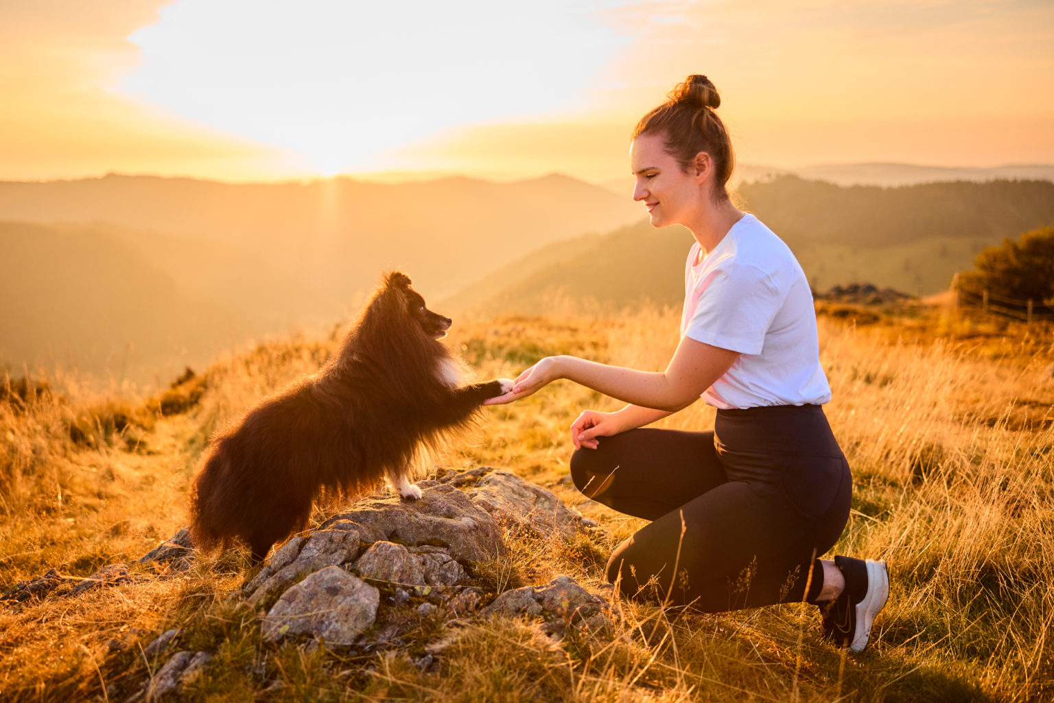 Ein Shetland Sheepdog mit Hundebesitzerin auf dem Herzogenhorn im Schwarzwald bei Sonnenaufgang