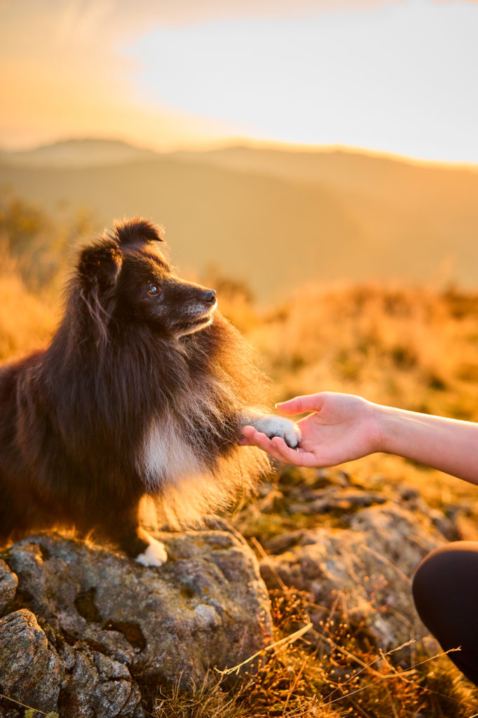 Ein Shetland Sheepdog mit Hundebesitzerin auf dem Herzogenhorn im Schwarzwald bei Sonnenaufgang