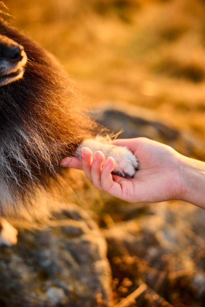 Ein Shetland Sheepdog mit Hundebesitzerin auf dem Herzogenhorn im Schwarzwald bei Sonnenaufgang