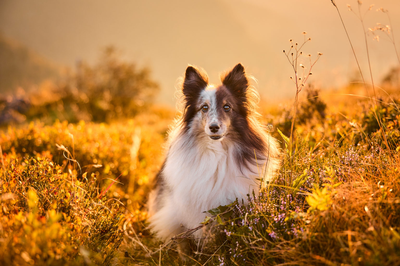 Ein Shetland Sheepdog auf dem Herzogenhorn im Schwarzwald bei Sonnenaufgang