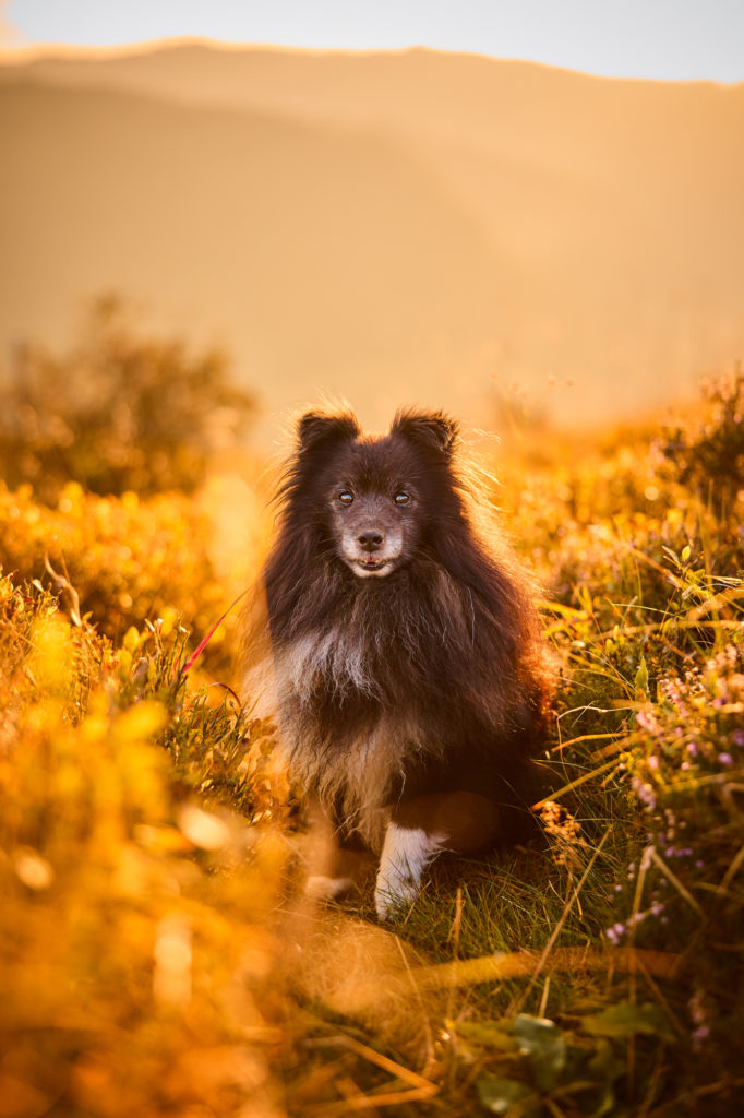 Ein Shetland Sheepdog auf dem Herzogenhorn im Schwarzwald bei Sonnenaufgang