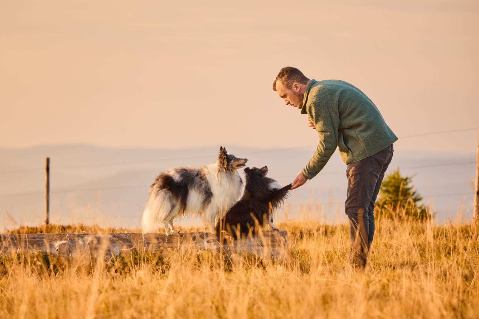 Zwei Shetland Sheepdogs mit ihrem Hundebesitzer auf dem Herzogenhorn im Schwarzwald bei Sonnenaufgang mit Blick auf den Feldberg