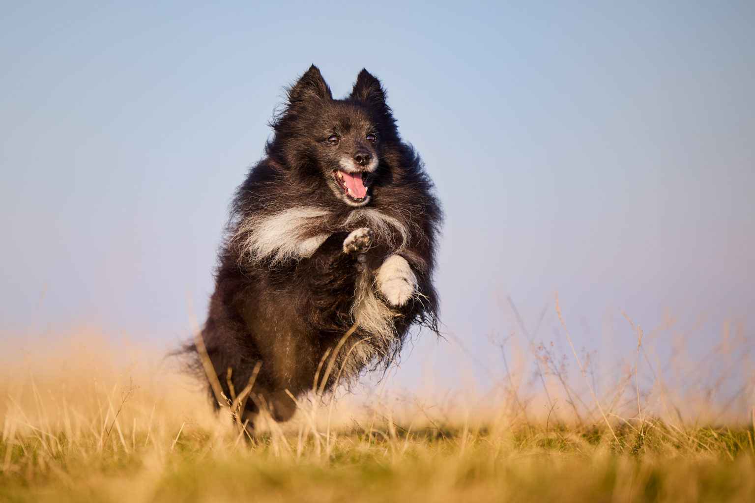 Ein rennender Shetland Sheepdog mit auf dem Herzogenhorn im Schwarzwald bei Sonnenaufgang