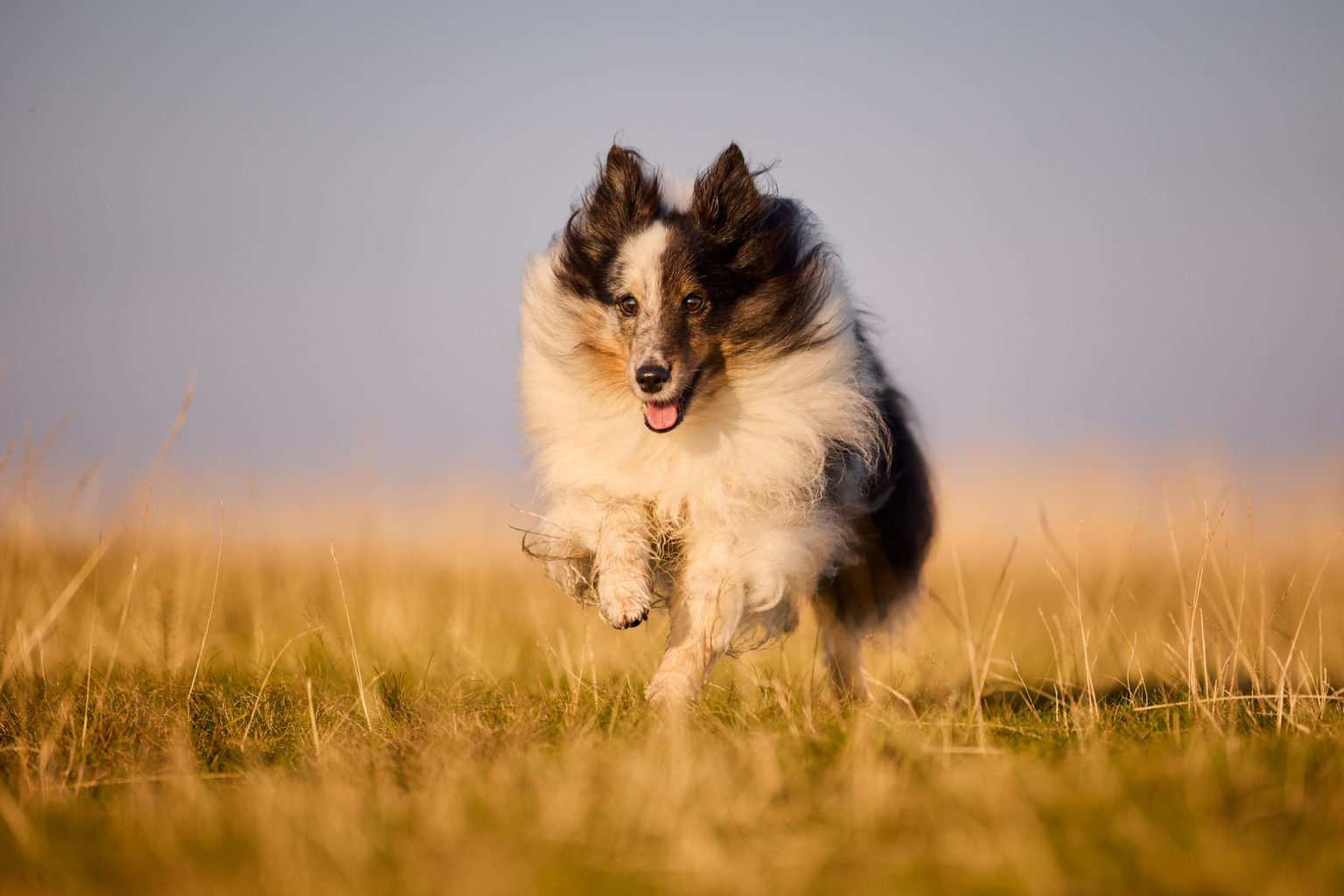 Ein rennender Shetland Sheepdog mit auf dem Herzogenhorn im Schwarzwald bei Sonnenaufgang