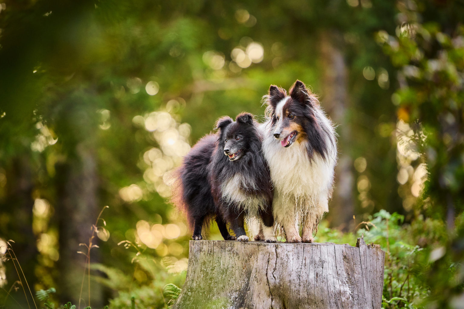 Zwei Shetland Sheepdogs mit auf dem Herzogenhorn im Schwarzwald bei Sonnenaufgang