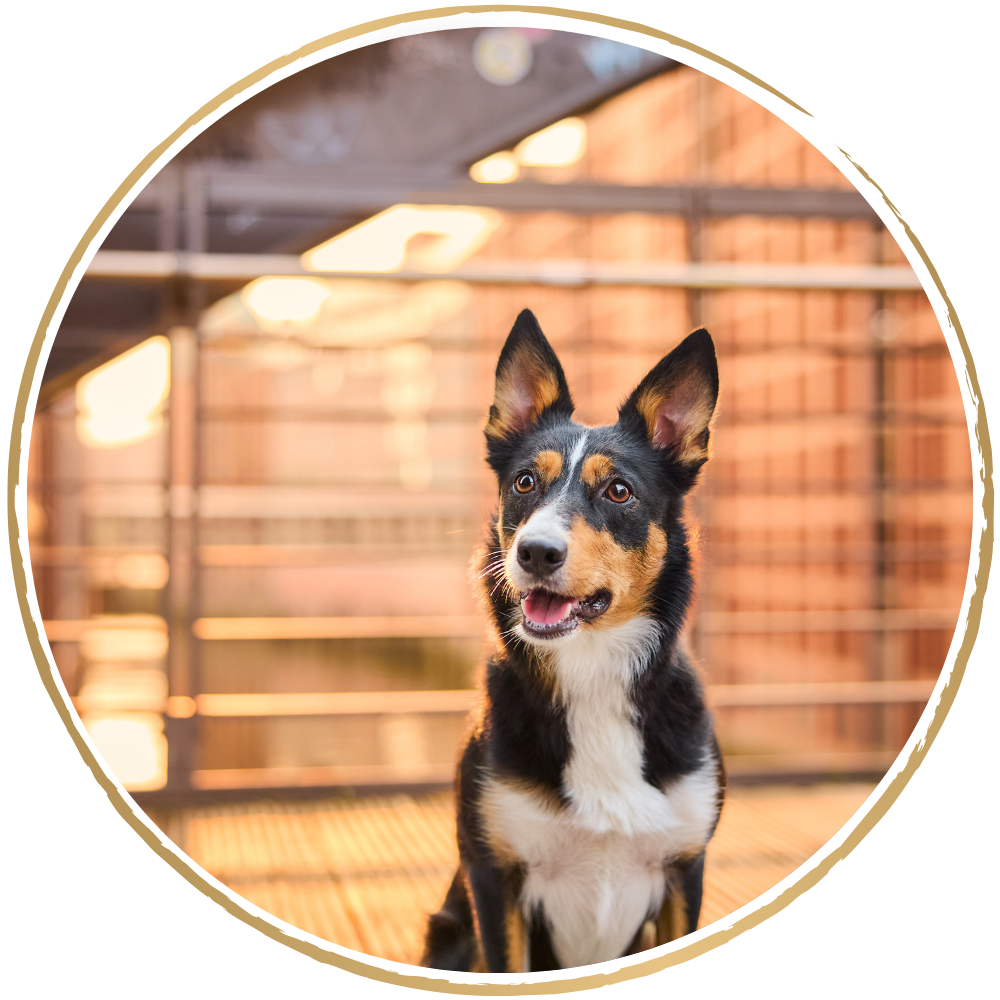 Ein Border Collie in der Speicherstadt in Hamburg bei Sonnenaufgang