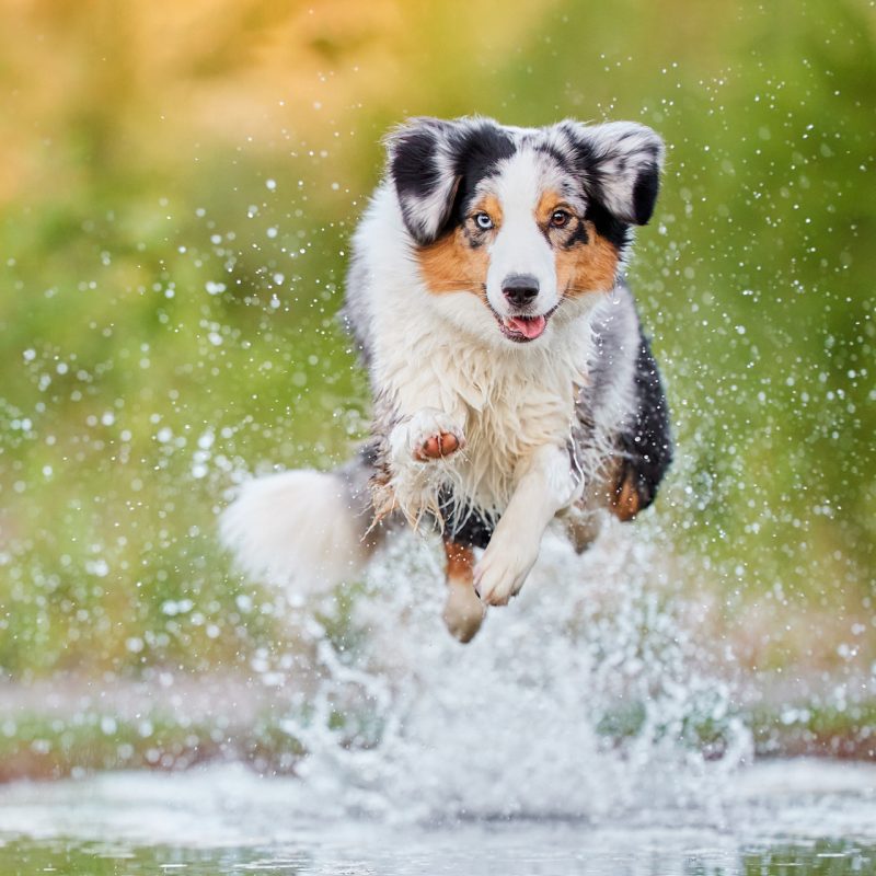 HundeFotoshooting