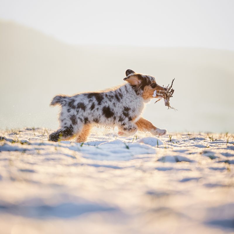 004-Raphaela-Schiller-Hundefotografie-Tierfotografie-Schwarzwald-Loerrach-Basel-Freiburg-Australian-Shepherd-Welpe