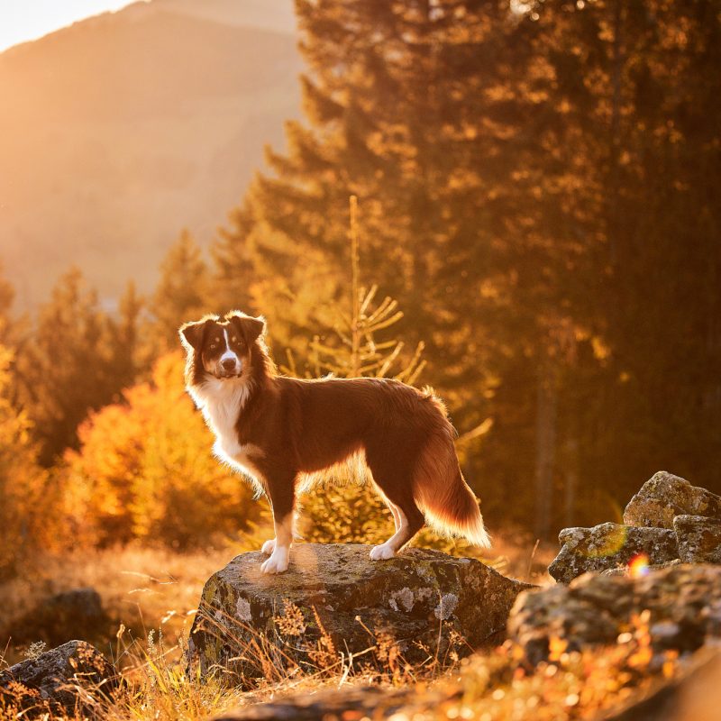 009_Raphaela_Schiller_Hundefotografie_Lörrach_Rheinfelden_Basel_Schweiz_Zürich_Freiburg_Schwarzwald_Australian_Shepherd