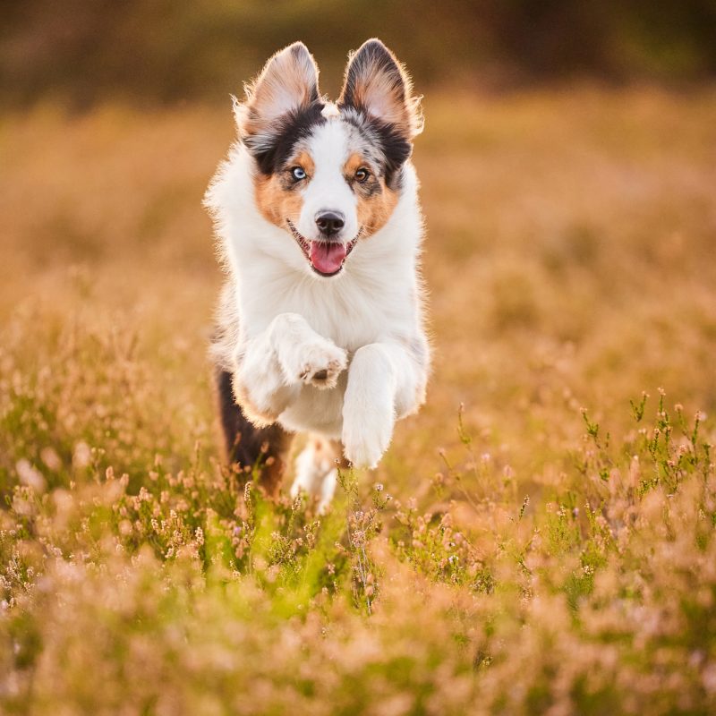 Ein Australian Shepherd in der blühenden Mehlinger Heide bei Sonnenuntergang im Gegenlicht