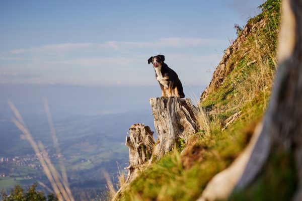 Entlebucher Sennenhund bei einem Fotoshooting in Entlebuch in der Schweiz im Sonnenuntergang, professionelles Hunde-Fotoshooting in der Natur