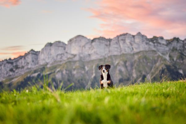 Entlebucher Sennenhund bei einem Fotoshooting in Entlebuch in der Schweiz im Sonnenaufgang, professionelles Hunde-Fotoshooting in der Natur