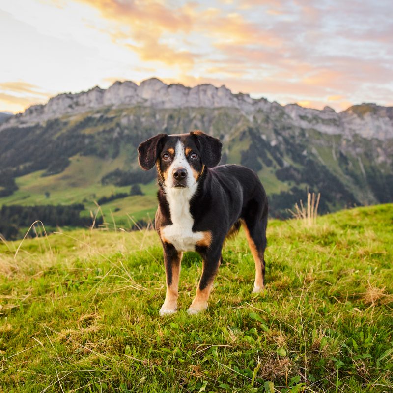 Entlebucher Sennenhund bei einem Fotoshooting in Entlebuch in der Schweiz im Sonnenaufgang, professionelles Hunde-Fotoshooting in der Natur