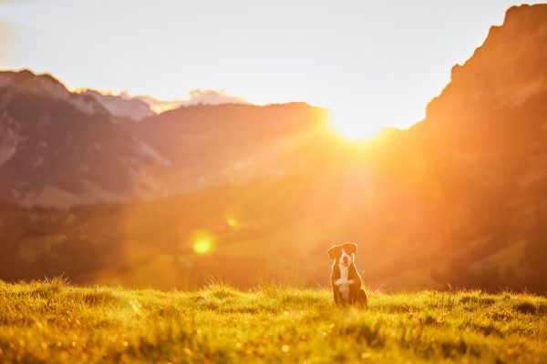 Entlebucher Sennenhund mit Hundebesitzerin bei einem Fotoshooting in Entlebuch in der Schweiz im Sonnenaufgang, professionelles Hunde-Fotoshooting in der Natur