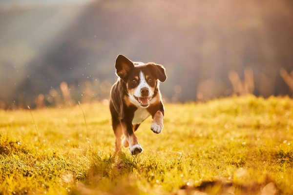 Entlebucher Sennenhund bei einem Fotoshooting in Entlebuch in der Schweiz im Sonnenaufgang, professionelles Hunde-Fotoshooting in der Natur