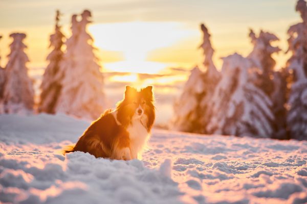 062-Raphaela-Schiller-Hundefotografie-Tierfotografie-Blog-Hundeblog-Schwarzwald-Herzogenhorn-Sonnenaufgang-Schnee-Winter