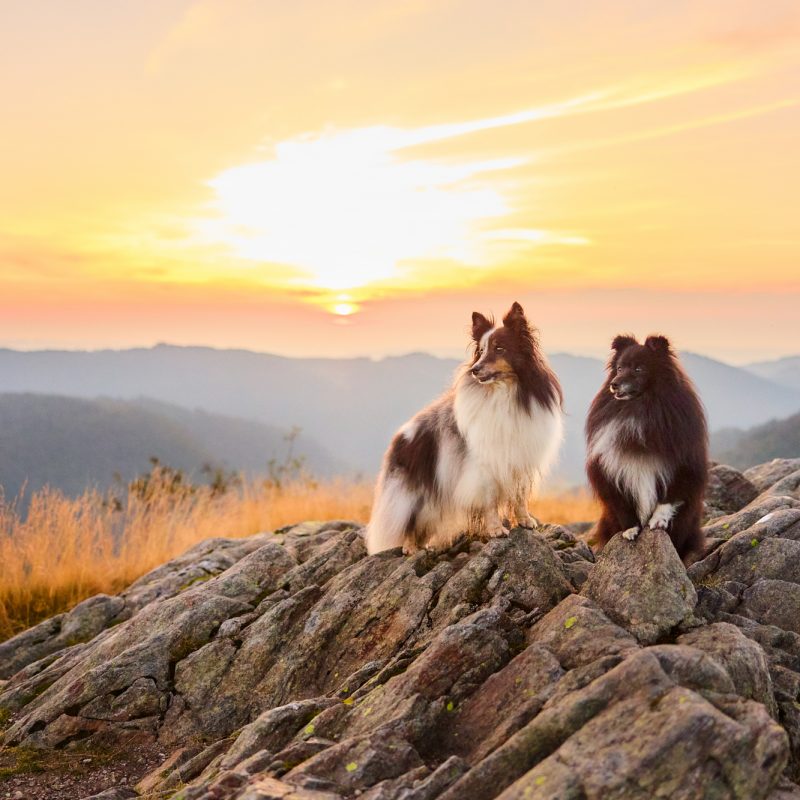 Zwei Shetland Sheepdogs auf dem Herzogenhorn im Schwarzwald bei Sonnenaufgang