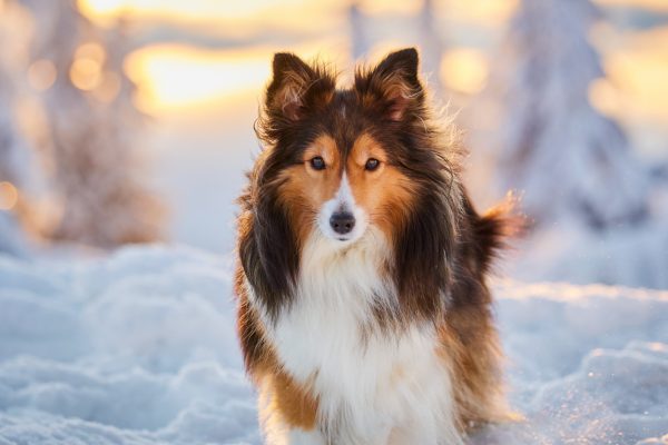 095-Raphaela-Schiller-Hundefotografie-Tierfotografie-Blog-Hundeblog-Schwarzwald-Herzogenhorn-Sonnenaufgang-Schnee-Winter