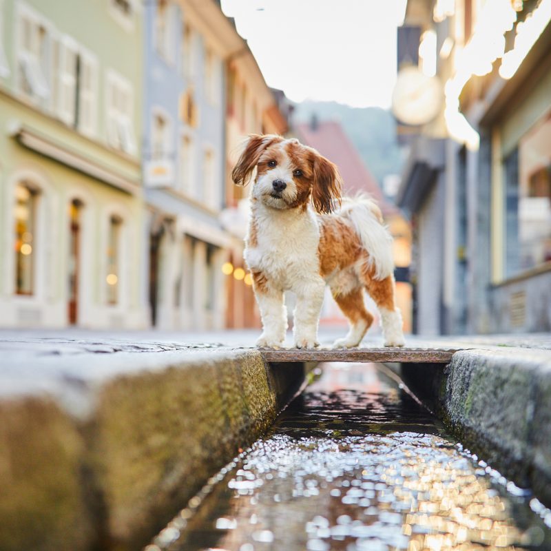 12-Raphaela-Schiller-Hundefotografie-Tierfotografie-Fotoshooting-mit-Hund-Freiburg-Muenster