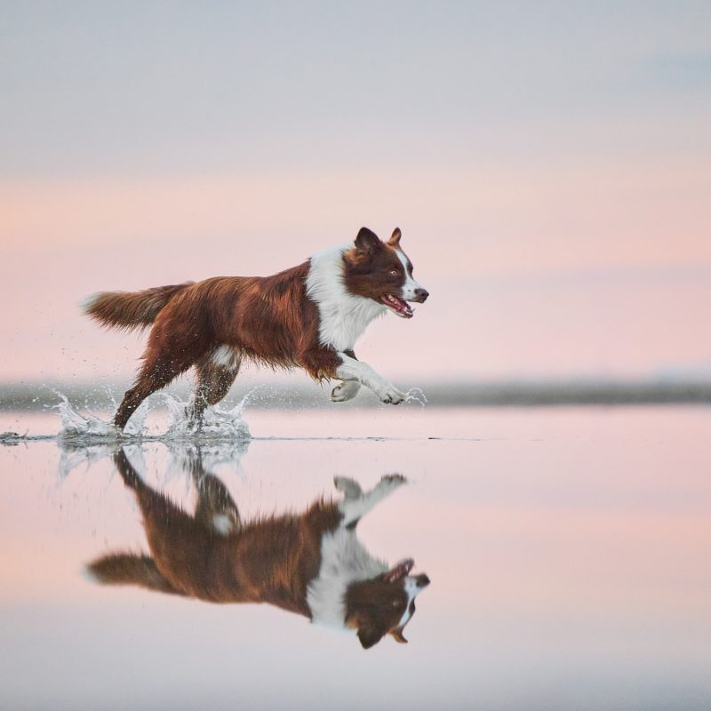 24-Raphaela-Schiller-Hundefotografie-Tierfotografie-Fotoshooting-mit-Hund-Fotoshooting-mit-Hund-und-Mensch-Niederlande-Holland-Scheveningen-Den-Haag-Strand-Meer