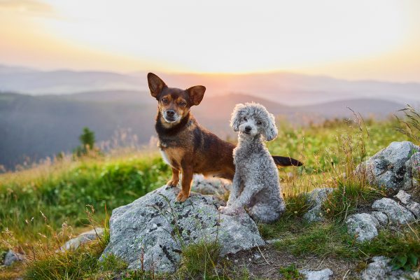 WanderpfotenFotoerlebnis