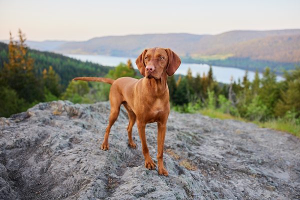 Raphaela-Schiller-Hundefotografie-Schwarzwald-Schluchsee-Hunde-Fotoshooting-Wanderung-Magyar-Vizsla-01