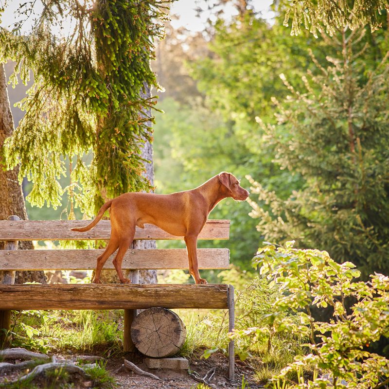 Raphaela-Schiller-Hundefotografie-Schwarzwald-Schluchsee-Hunde-Fotoshooting-Wanderung-Magyar-Vizsla-06