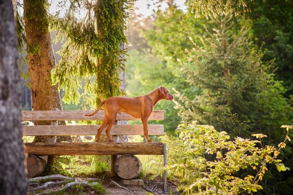 Raphaela-Schiller-Hundefotografie-Schwarzwald-Schluchsee-Hunde-Fotoshooting-Wanderung-Magyar-Vizsla-06