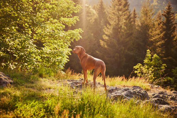 Raphaela-Schiller-Hundefotografie-Schwarzwald-Schluchsee-Hunde-Fotoshooting-Wanderung-Magyar-Vizsla-07