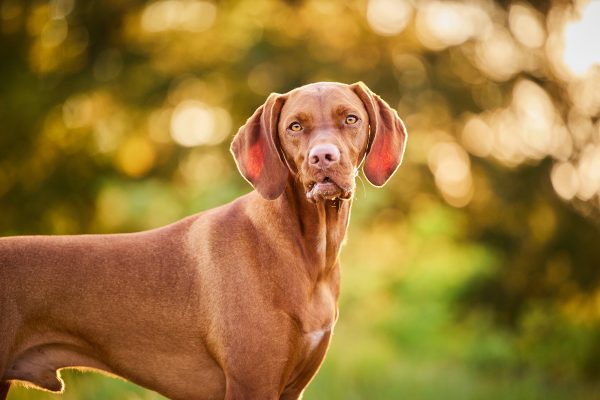 Raphaela-Schiller-Hundefotografie-Schwarzwald-Schluchsee-Hunde-Fotoshooting-Wanderung-Magyar-Vizsla-08