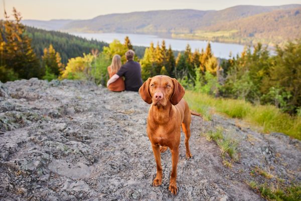 Raphaela-Schiller-Hundefotografie-Schwarzwald-Schluchsee-Hunde-Fotoshooting-Wanderung-Magyar-Vizsla-09