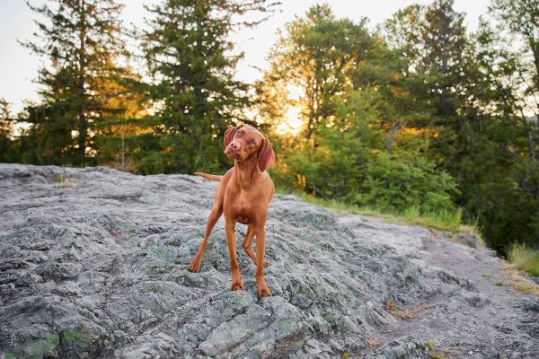 Raphaela-Schiller-Hundefotografie-Schwarzwald-Schluchsee-Hunde-Fotoshooting-Wanderung-Magyar-Vizsla-12