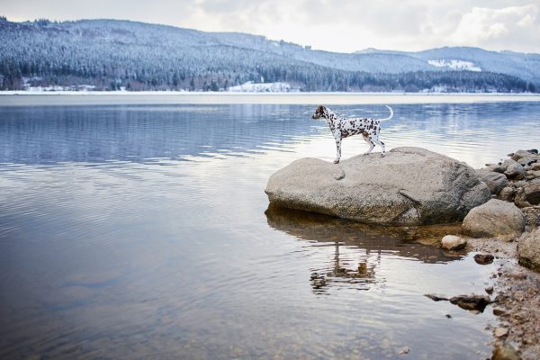 Raphaela_Schiller-hundefotografie-fotoshooting-mit-hund-dalmatiner-schwarzwald-schluchsee-schnee-basel-schweiz