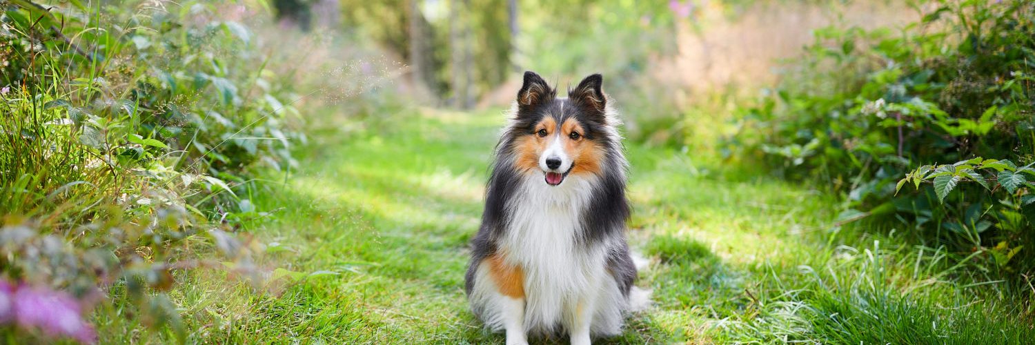 Was ist ein Hunde Fotoshooting? • Hundefotografie BadenWürttemberg